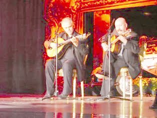 Crizantema de Aur 2 Crizantema de Aur 2