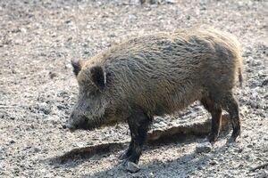 Autoritatile iau masuri de prevenire pentru aparitia febrei aftoase 