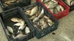 Politistii au depistat un barbat care ilegal peste 450 de kilograme de peste