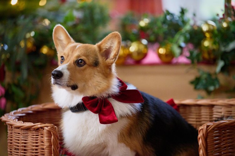 Crăciun Cu Corgi A Royal Corgi Christmas (8)